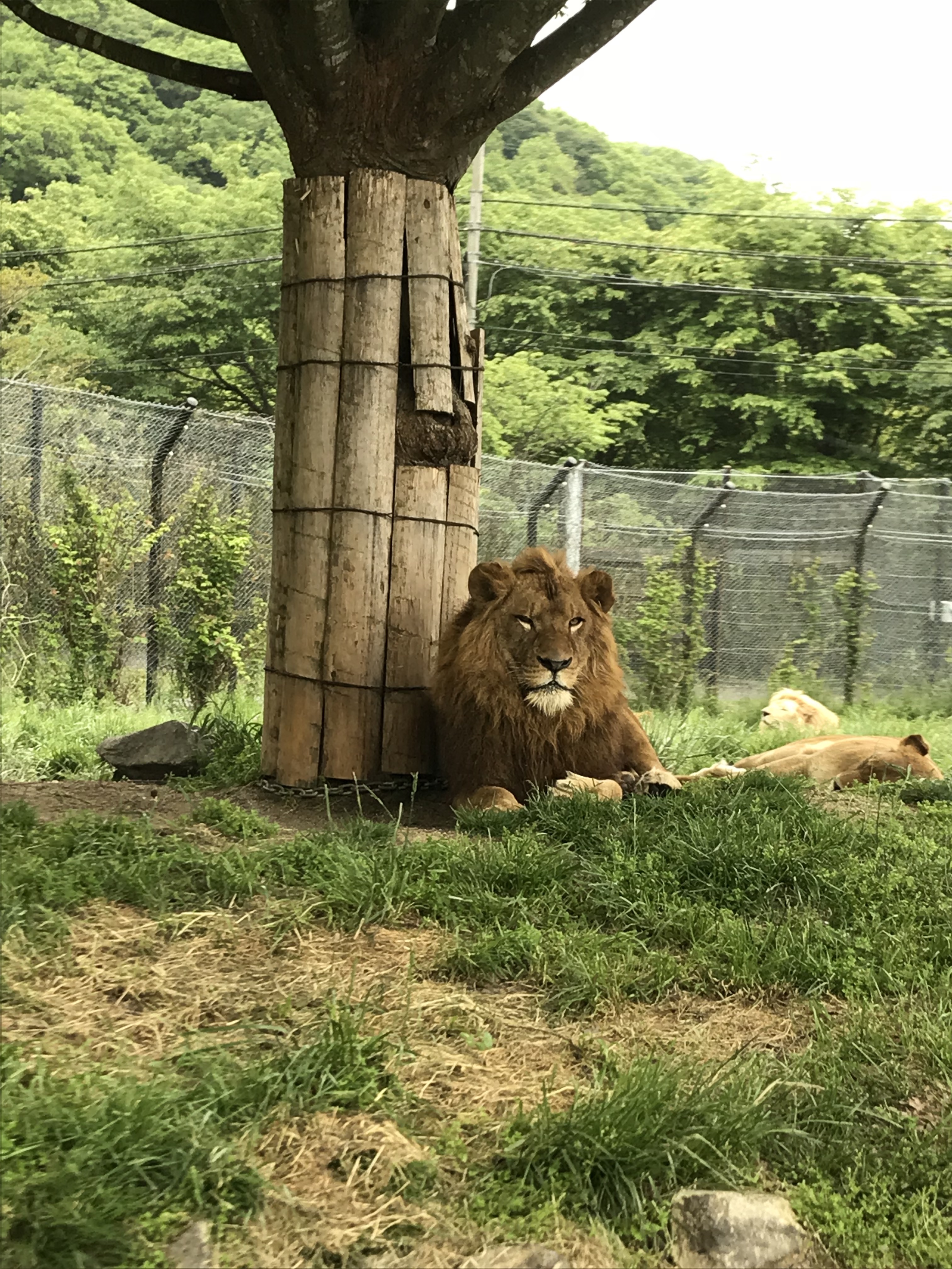 GWに姫路セントラルパークへ行った。その満足と不満足とその後の子どもの姿が面白い。