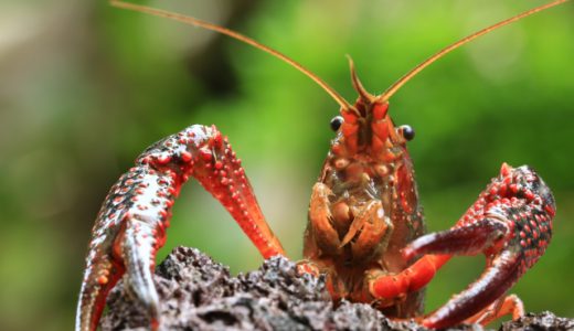 大阪市でザリガニ釣りが楽しめる場所３選！まとめ記事〜鶴見緑地・大阪城公園・淀川周辺・便利な３つの道具〜