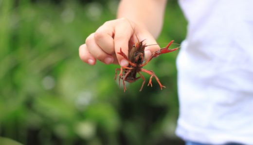 吹田市の片山公園でザリガニ釣り！〜大阪市からも車で10分！ザリガニ取りができる絶好の場所です！〜