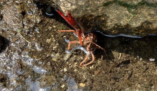 大阪城公園でザリガニが取れる！詳しい場所を解説します〜かわいいザリガニの動画あり！〜