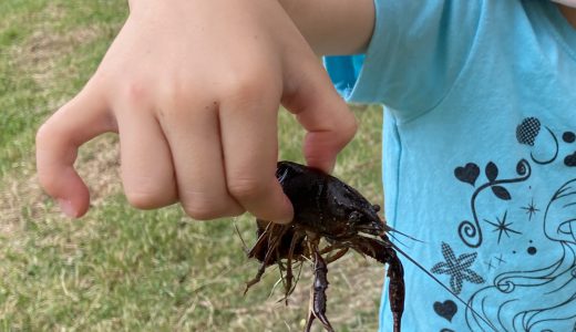 鶴見緑地公園でザリガニ釣り！簡単に釣れる方法を写真で解説します！
