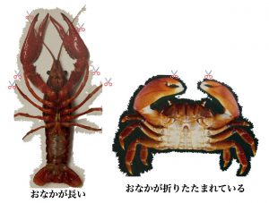 ザリガニクイズ 小学生の子どもと一緒にクイズを楽しもう パパホイクラボ ザリガニクイズ 小学生の子どもと一緒にクイズを楽しもう パパホイクラボ