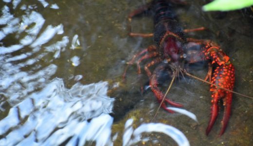 大阪市の隣の尼崎市でザリガニ取りをチャレンジしてみた！〜元浜緑地・西武庫公園〜