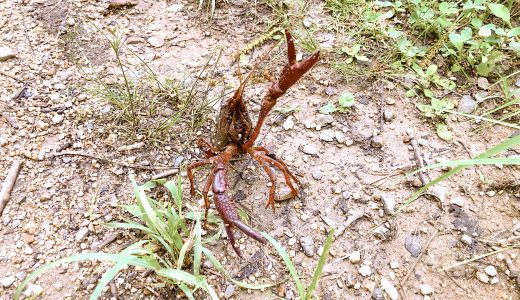 豊中市の服部緑地でザリガニ釣り！〜大阪市から車で15分！20cm越え大型のザリガニがいました！〜