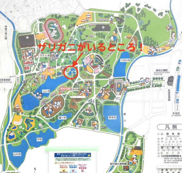 豊中市の服部緑地でザリガニ釣り 大阪市から車で15分 cm越え大型のザリガニがいました パパホイクラボ